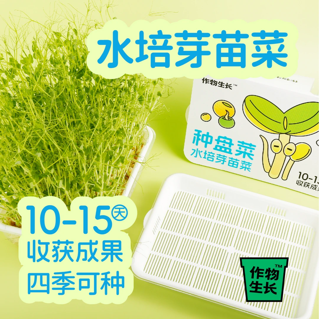 作物生长芽苗菜盘种植套装加厚耐用可食用豌豆苗家用水培健康好种