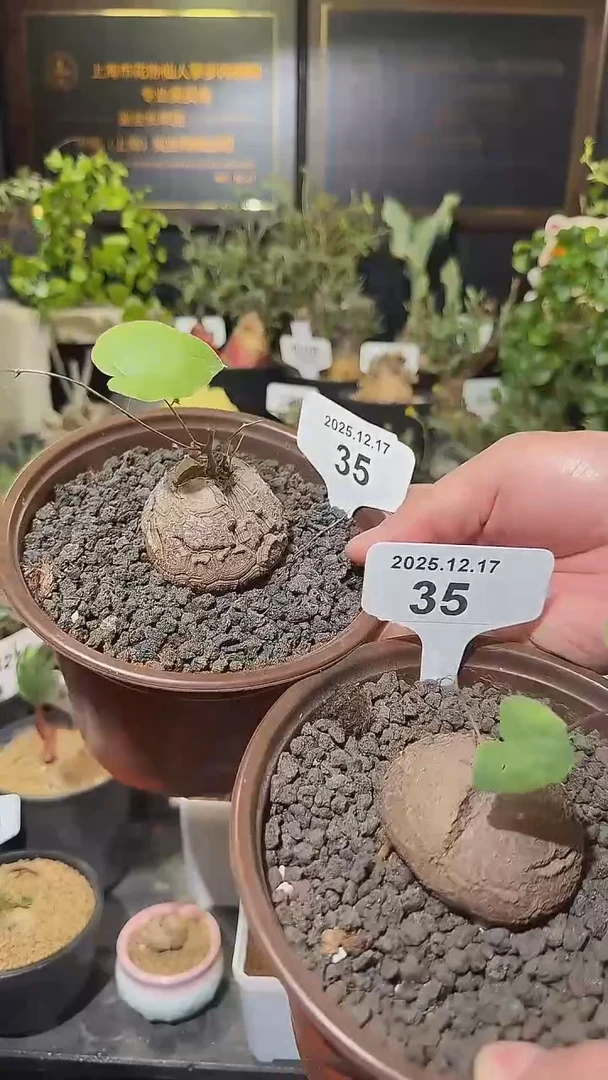 35号1217福利南非龟甲龙买一送一