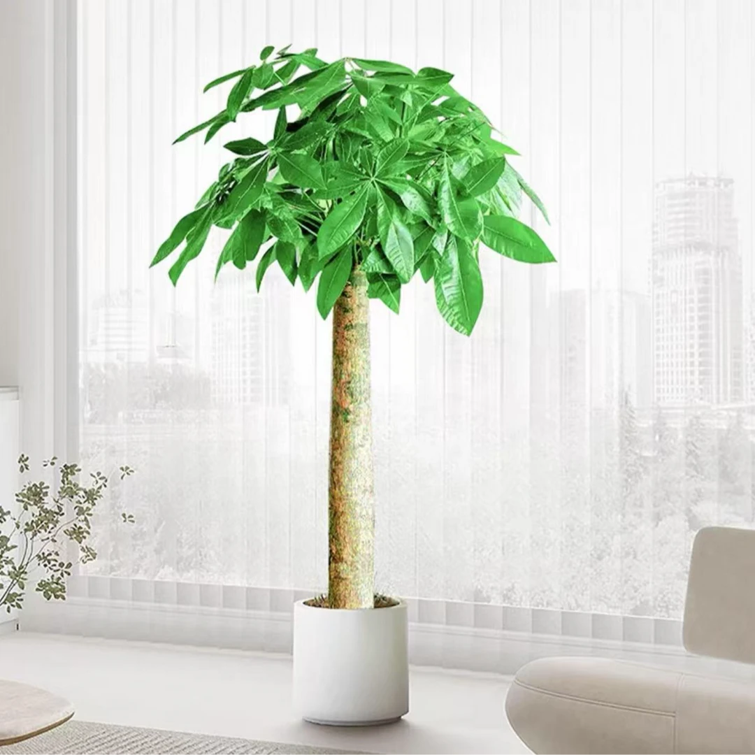 1.5-1.6大象腿大型落地绿植发财树室内盆栽客厅造景乔迁开业送礼