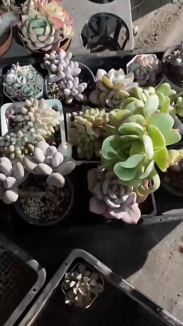 精品多肉组合一组