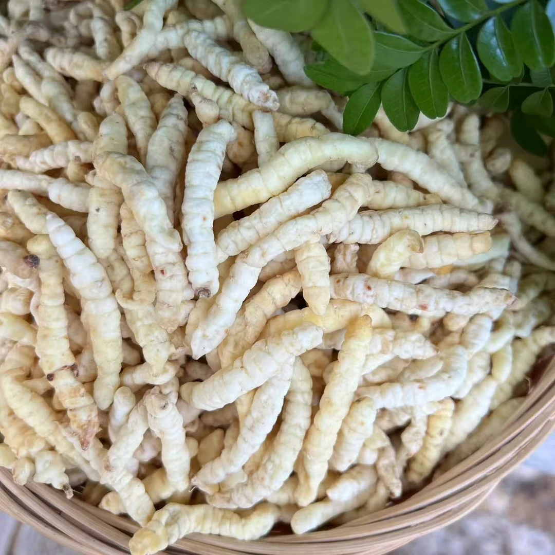 赐焕高山精选珍藏【白虫草】云南山货 300g/罐 孝敬长辈专属a