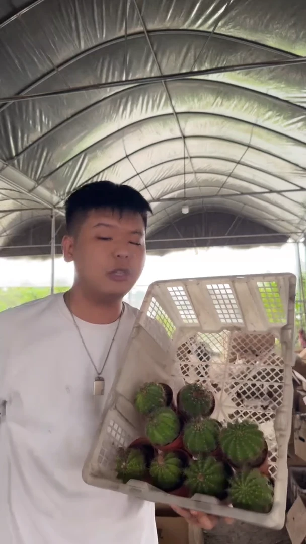 9颗 实生根 席克氏彩草 4-6cm