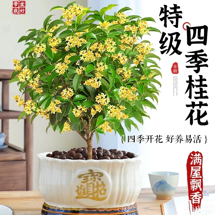 四季桂【4年苗】室内外可种植四级开花带香味