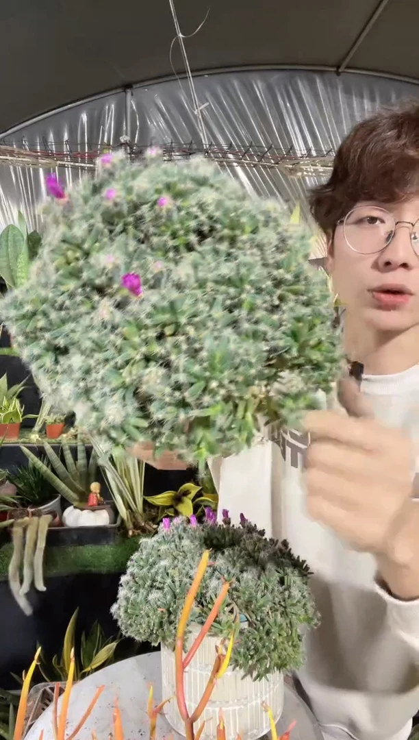 【闪购商品】紫晃星带盆土16.8