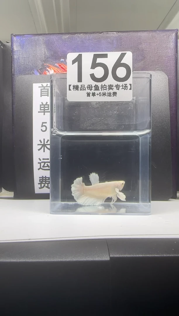 海水鱼母鱼编号：156