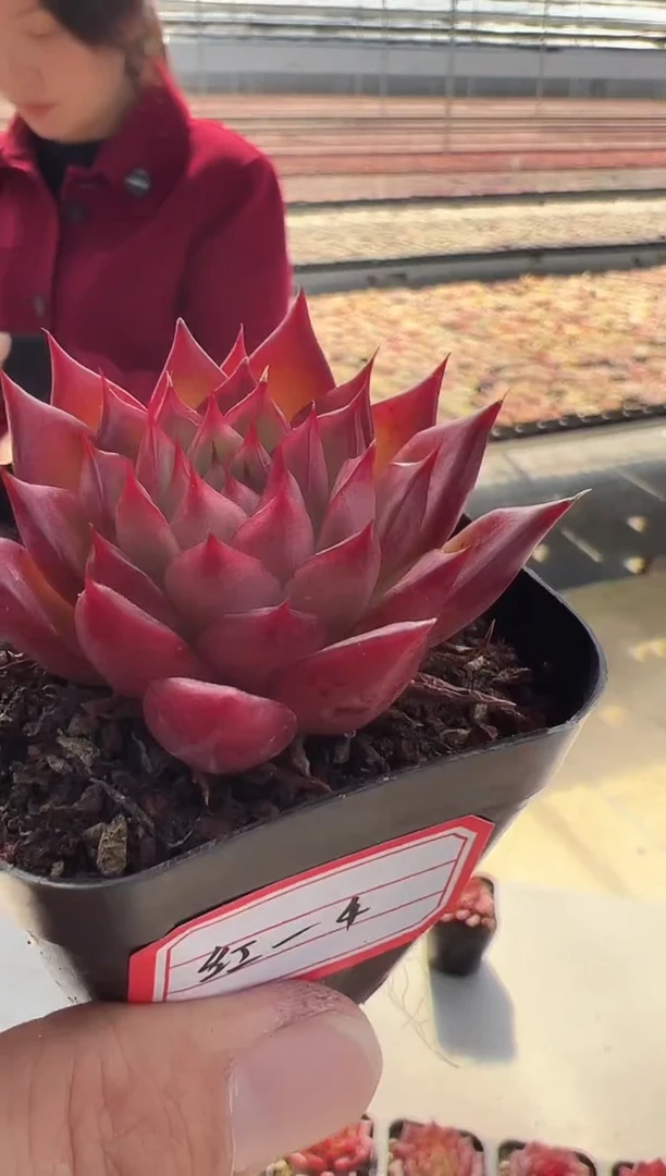 【闪购商品】东云红-4