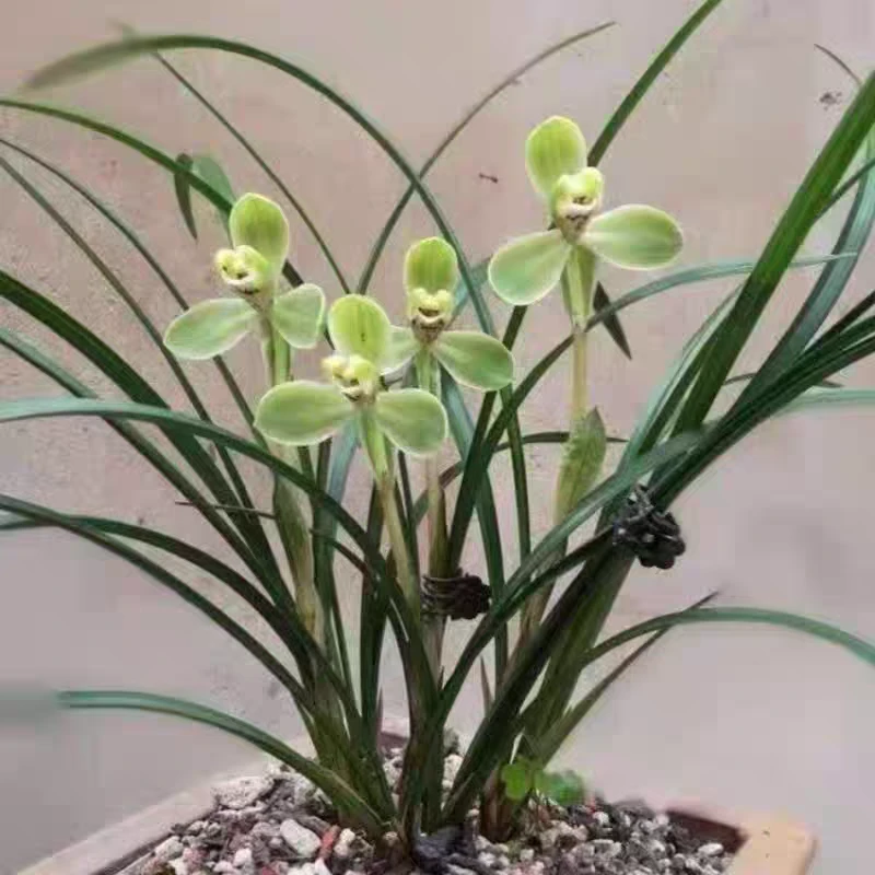 春兰老种宋梅裸根发货