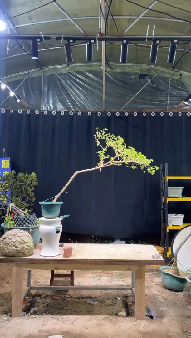 当前无花朵，栽培后可花朵玉****司  海岛栀子花