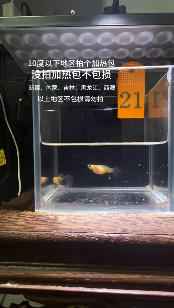 孔雀鱼黄肉蓝礼服玻璃猫普通21