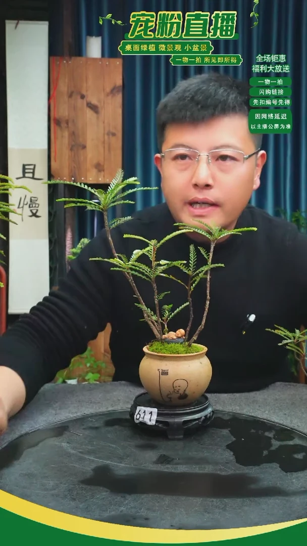 无花朵一**土苔藓微景观611号