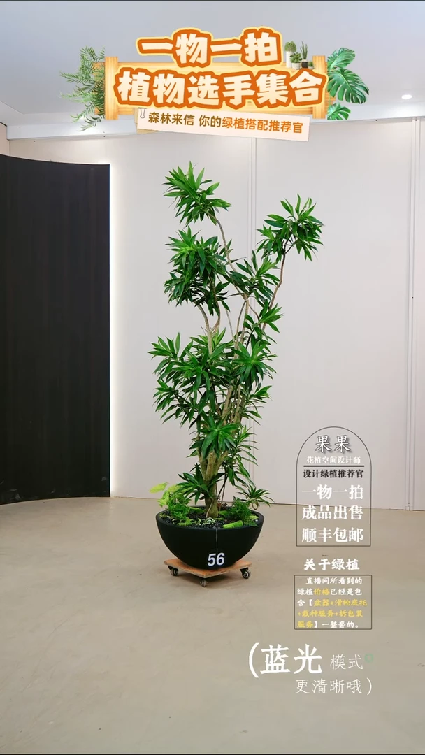 无花朵e**e大老桩百合竹连盆种好栽好一整套送货上门