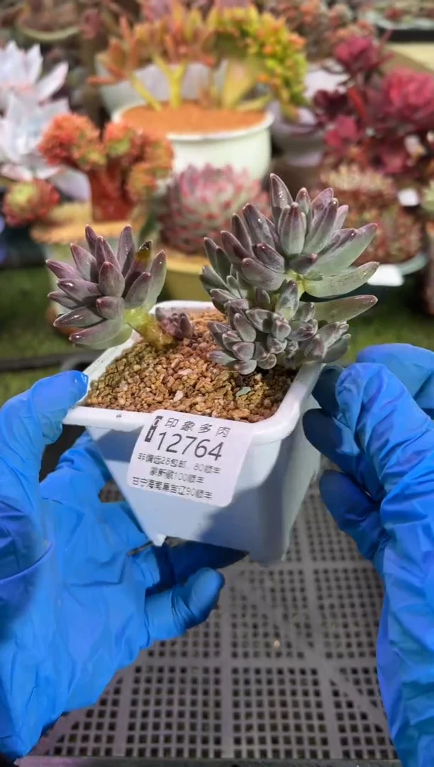 【闪购商品】12764