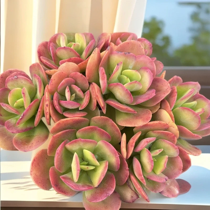 红梅 多肉植物 云南基地直发新手好养 冬天零下耐冻 冬天必备