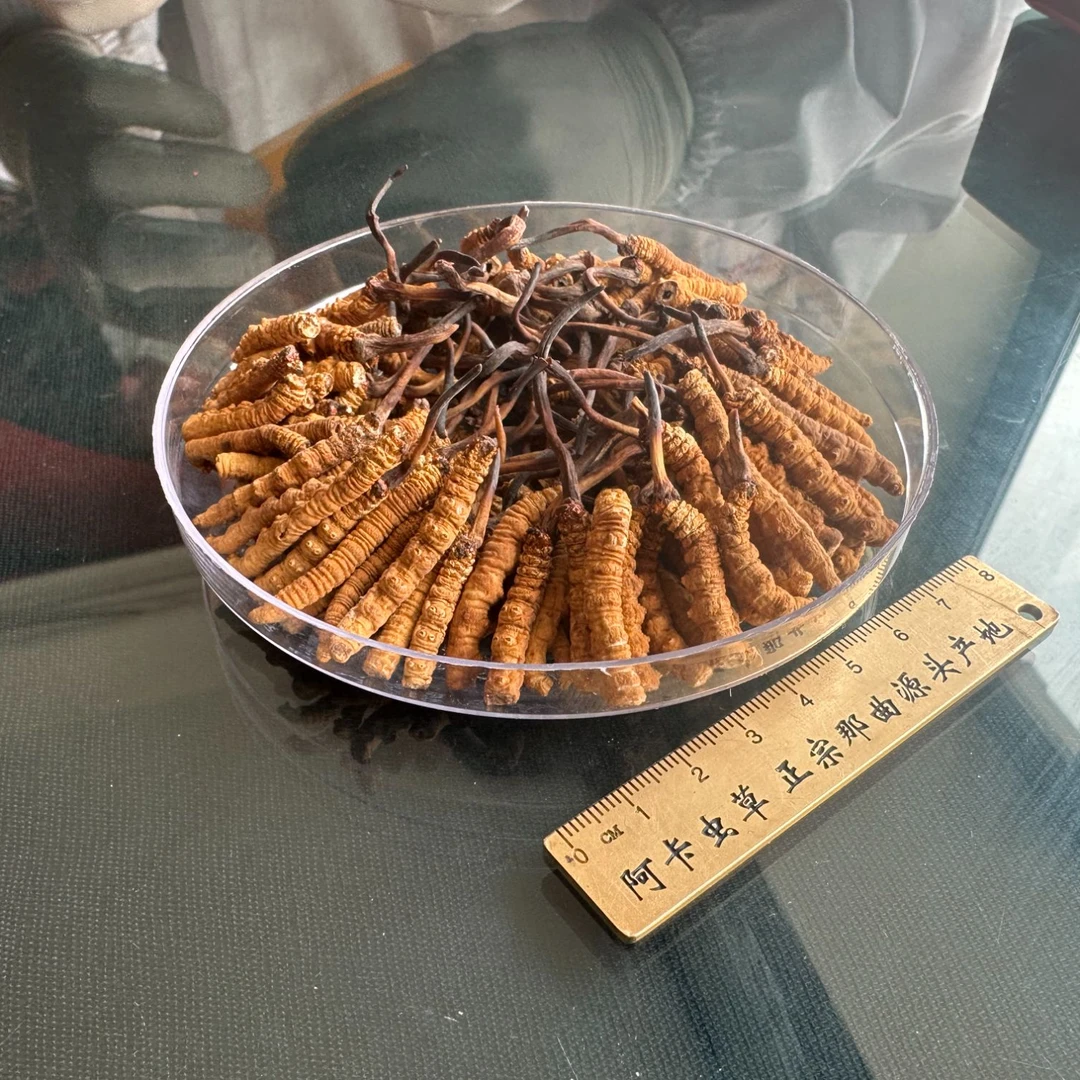 精选野生断草王-西藏高海拔野生冬虫夏草（那曲产地源头发货）