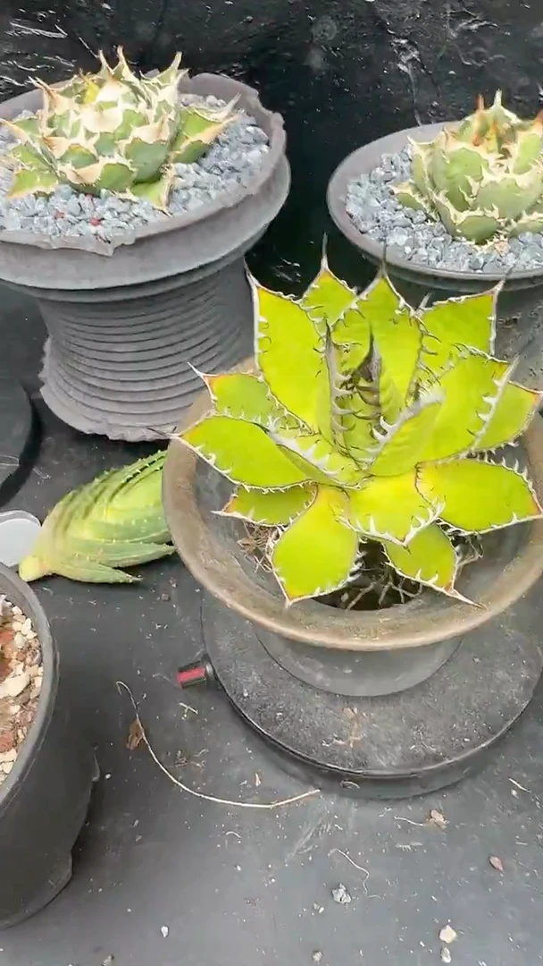 无花朵龙舌兰霍利达小亚