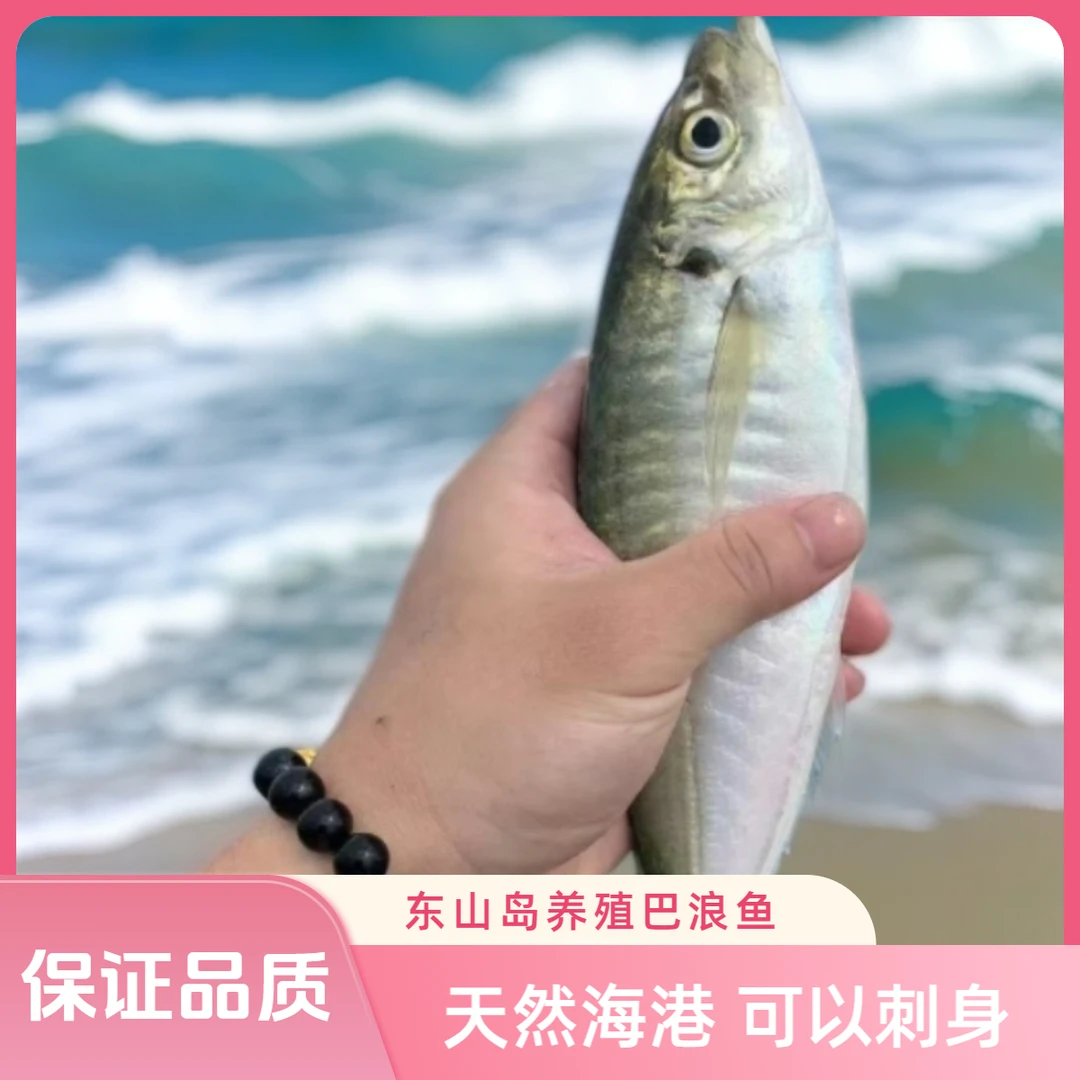 东山岛养殖巴浪鱼竹荚鱼海鲜水产品刺身鲟龙鱼黄翅鱼石斑鱼红鲳鱼