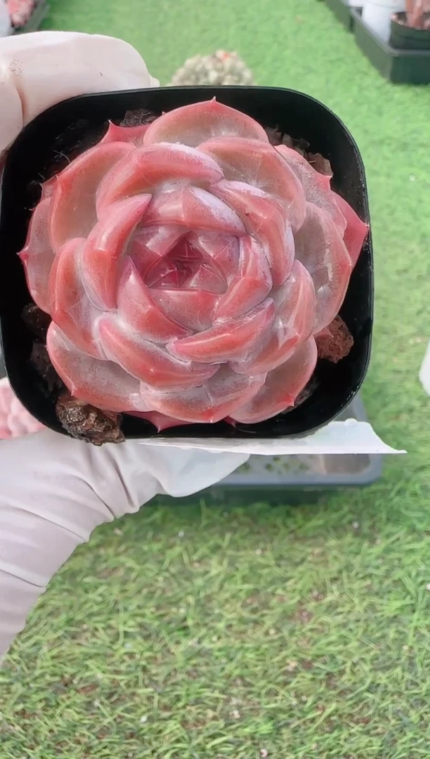 【闪购商品】梦会多肉一物一拍