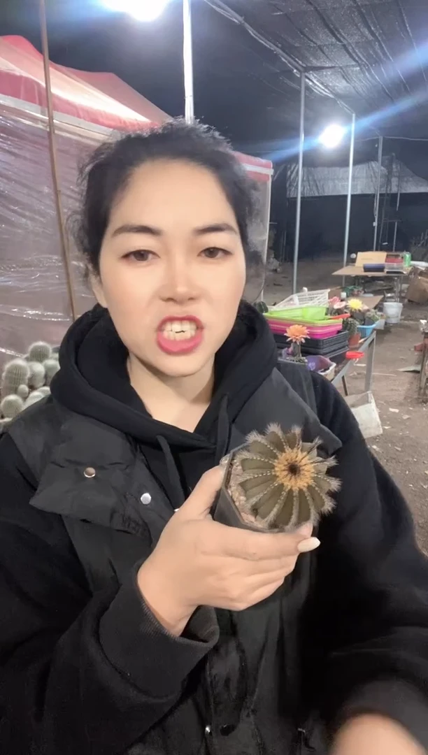 实生优博球仙人球