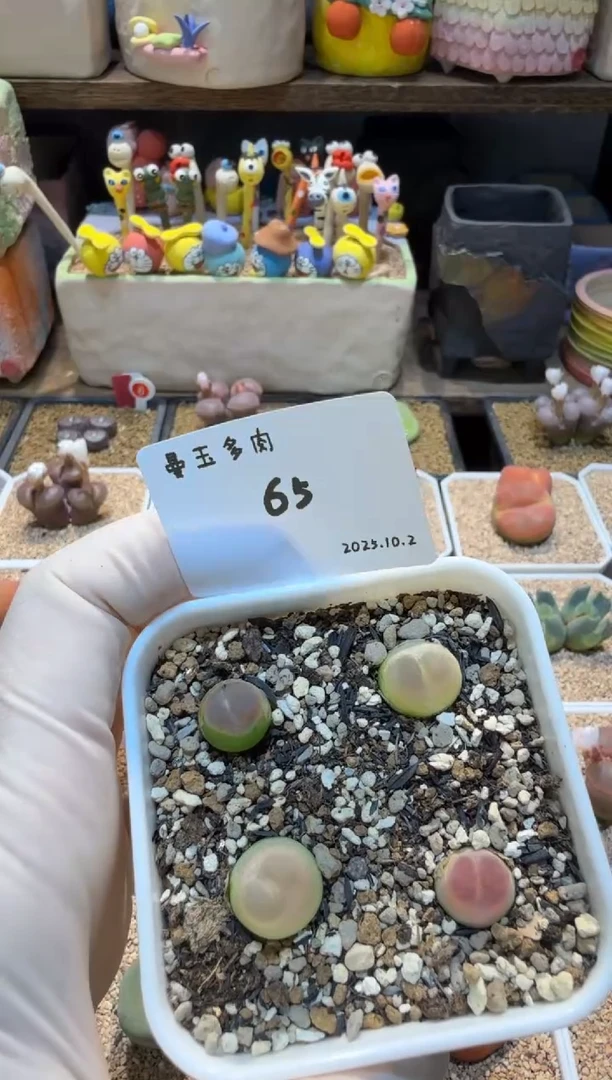 可***包25.10.2-65可爱的小笼包