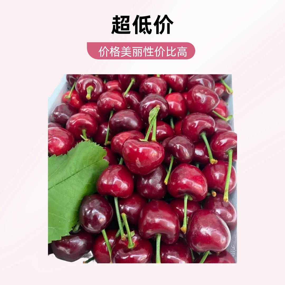 大连美早樱桃，现摘现发，顺丰包邮，坏果包赔(1.5斤）多J可选