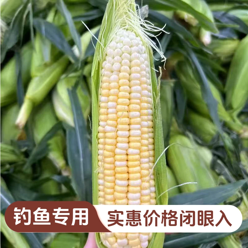 【钓鱼专用款】云南新鲜水果玉米爆浆甜脆玉米食用即食天然香甜便宜