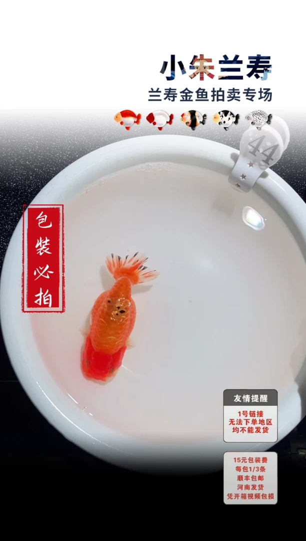 金鱼 包装必拍未拍顺丰到付44号