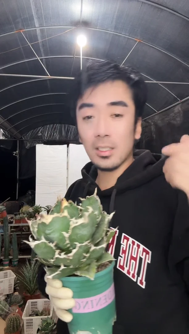 【闪购商品】原始版吉祥冠