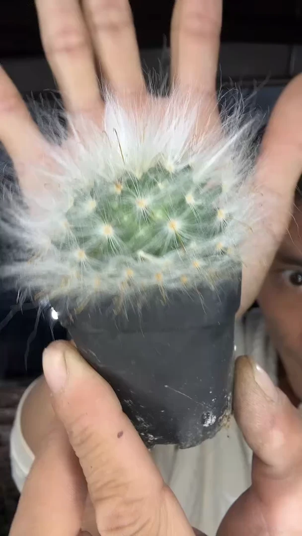 实生金刺薰光殿15.99