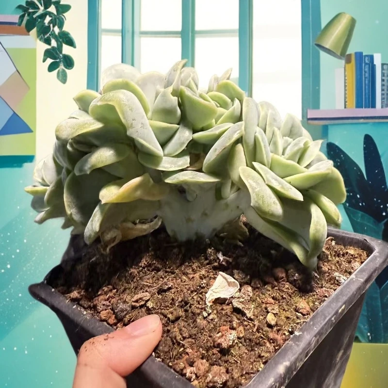 【可爱玫瑰缀】  多肉植物  新手好养  基地直发适合阳台庭院养护