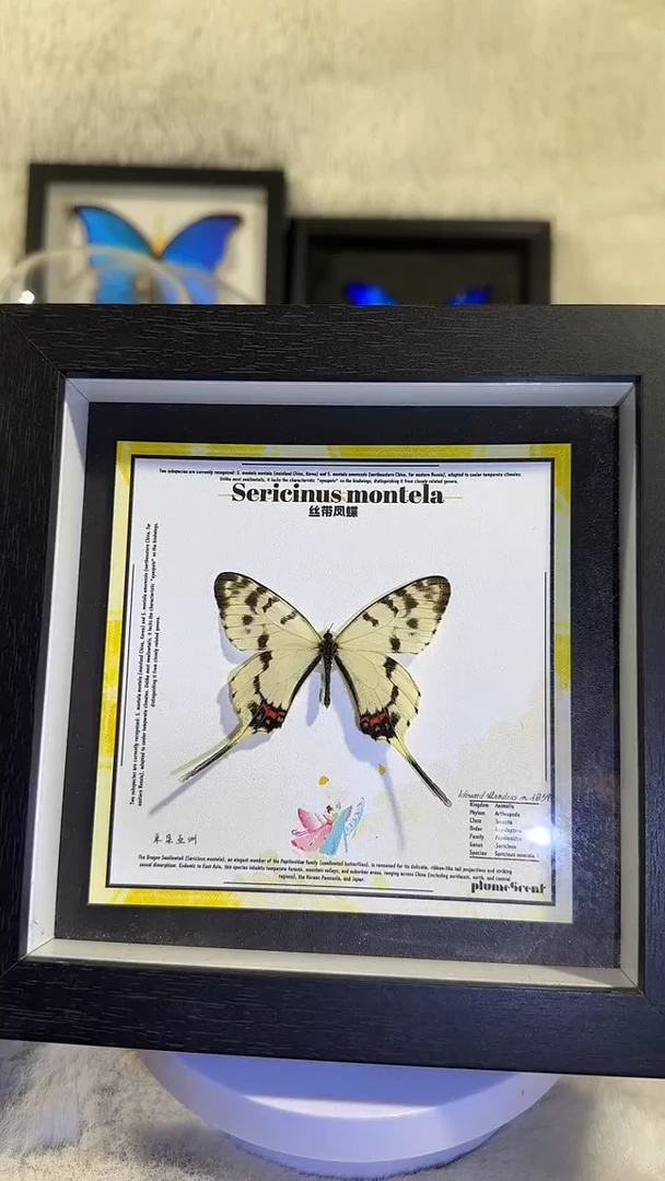 有机玻璃丝带凤蝶