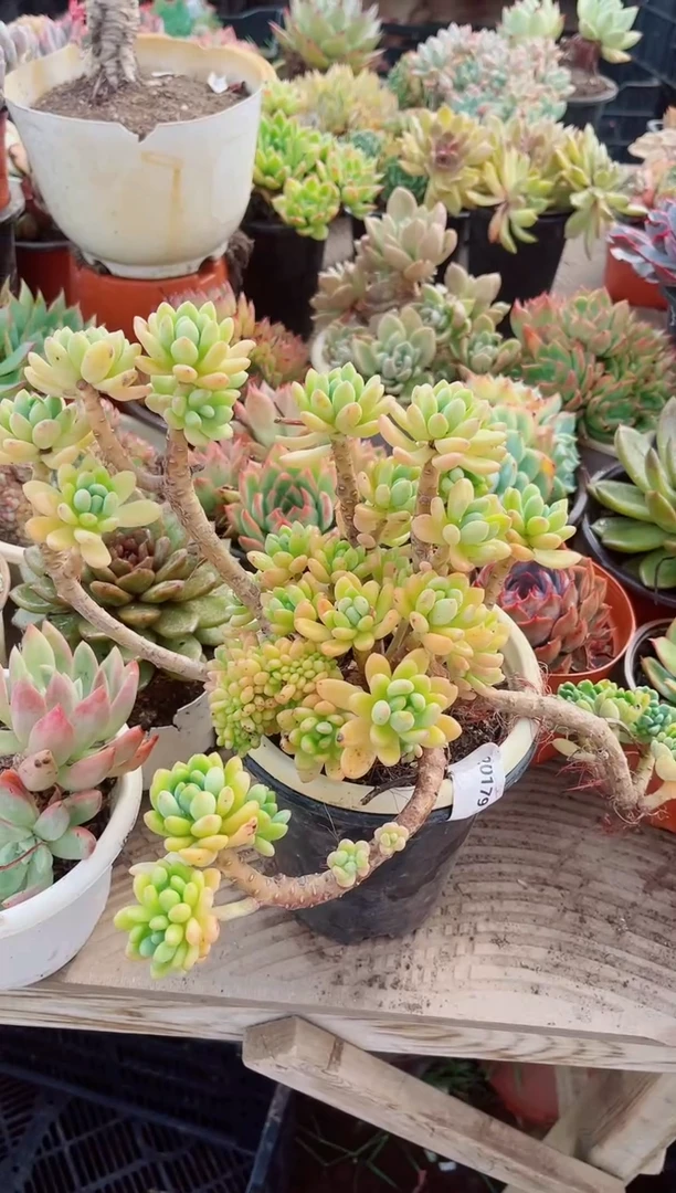 猫*20179多肉植物一物一拍