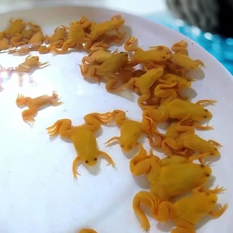 金蛙活体好养淡水观赏金蟾宠物蛙招财蛙小金蛙龙鱼饲料蛙