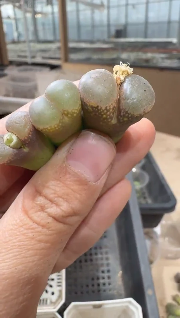 29-58多肉植物肉锥