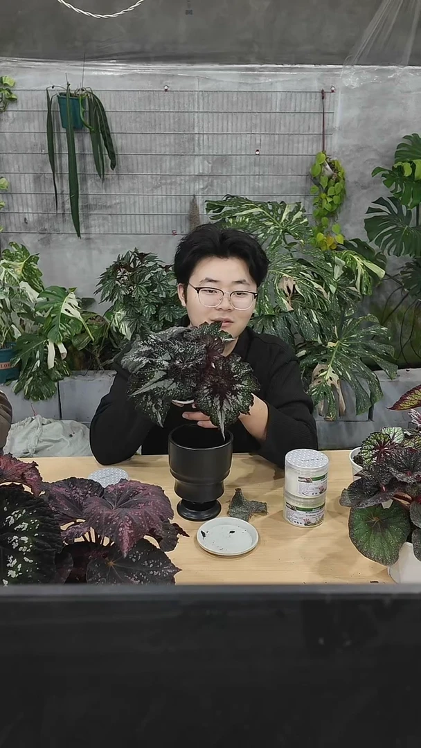 完全开放苏丹娜秋海棠
