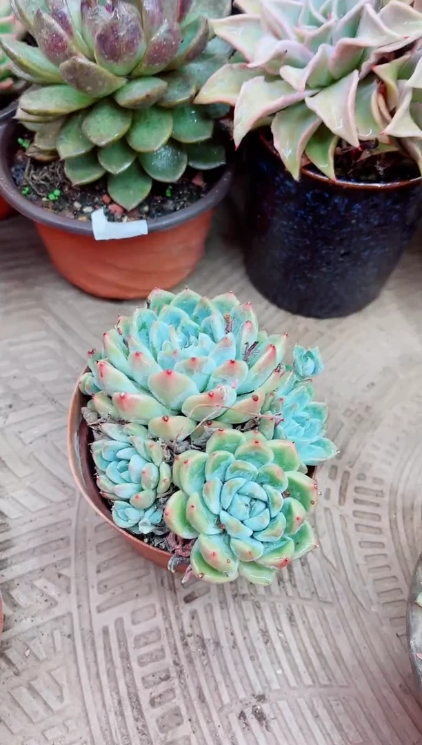 05021多肉植物一物一拍