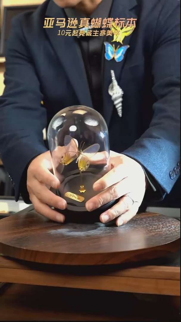 黄晶眼蝶小号玻璃罩