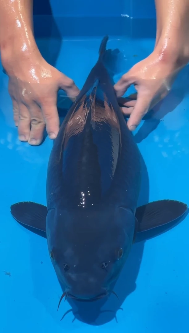 锦鲤佛山金隆锦鲤直播专用闪购链接，不支持7天无理由退货退款