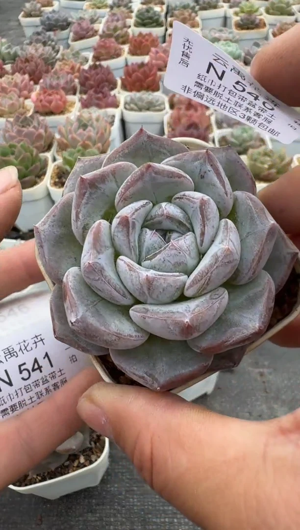 540N带盆土发(6.5cm杯） 当场拍3颗以上包柚 多肉植物 一物一拍