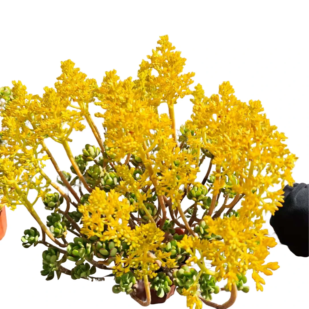 精品多肉   达摩宝珠