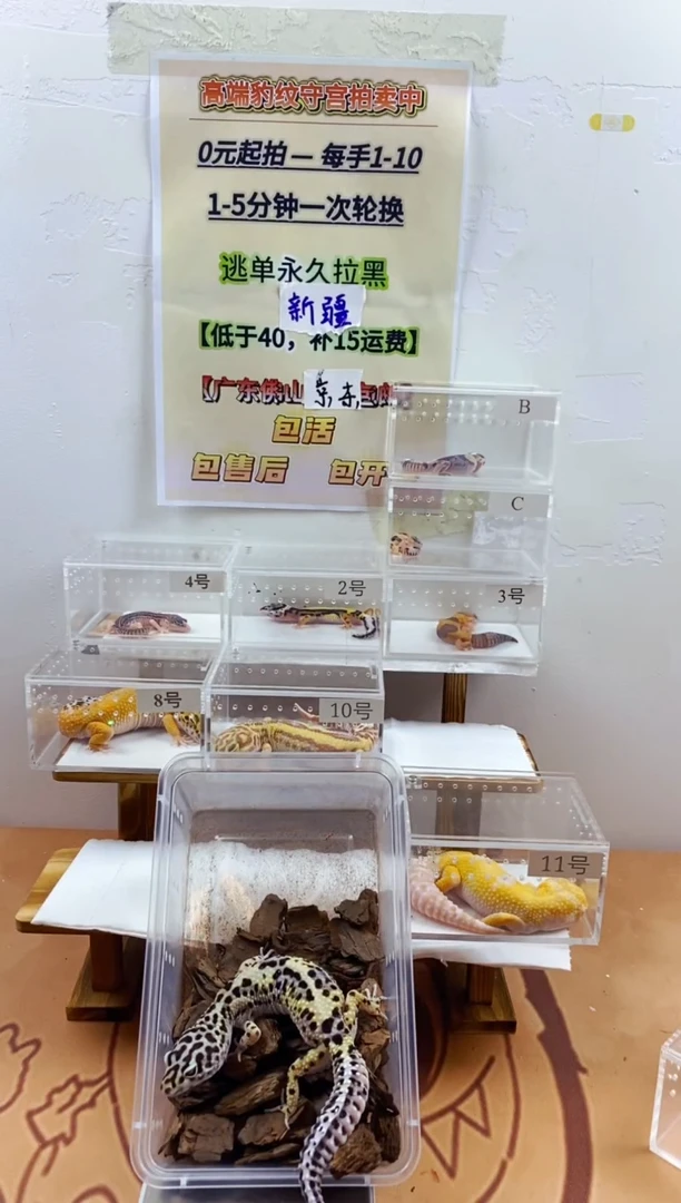 豹纹守宫豹纹守宫幼苗亚成体成体肥尾