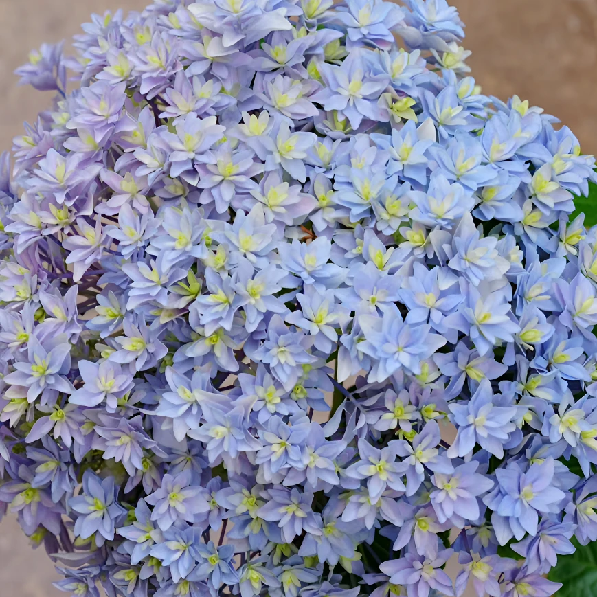 原野先生花园（2加仑 牵牛星）地栽盆栽开花植物绣球花