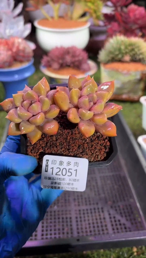 【闪购商品】12051