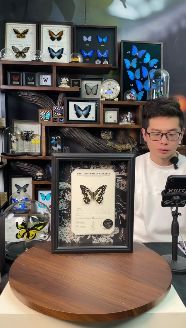 达摩凤蝶 -悬浮款 -10寸欧式框