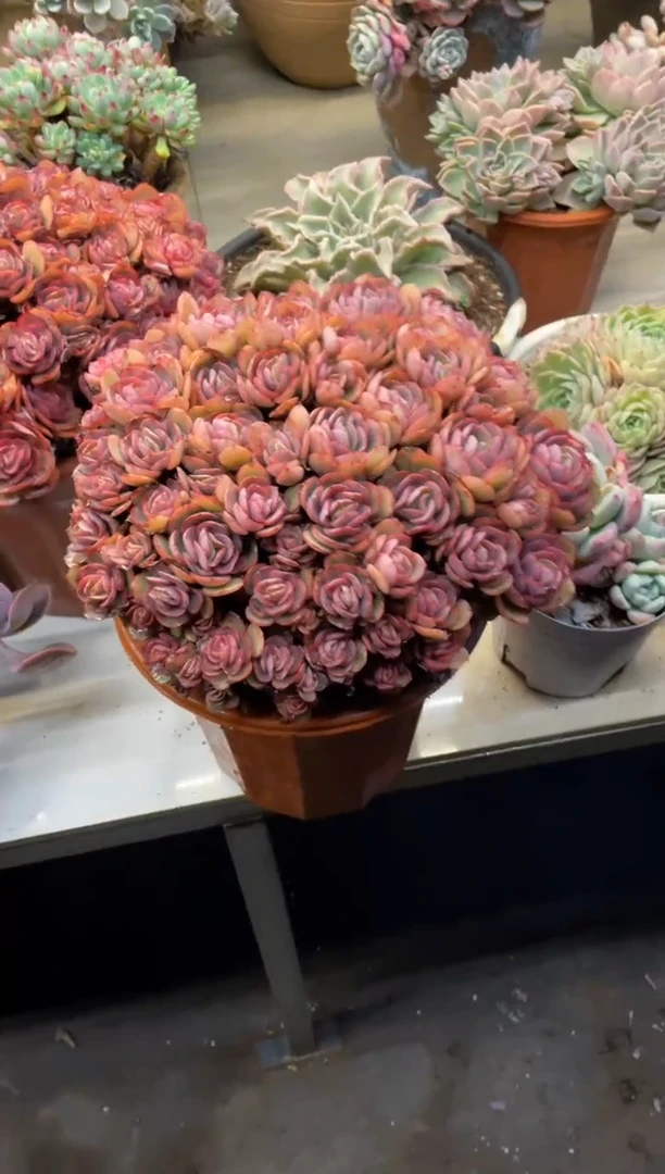 【闪购商品】179秀妍