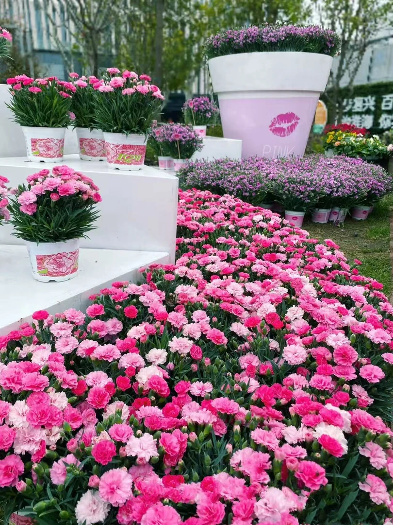 【奥斯卡石竹】盆栽带花带苞发货四季开花庭院花园花卉植物