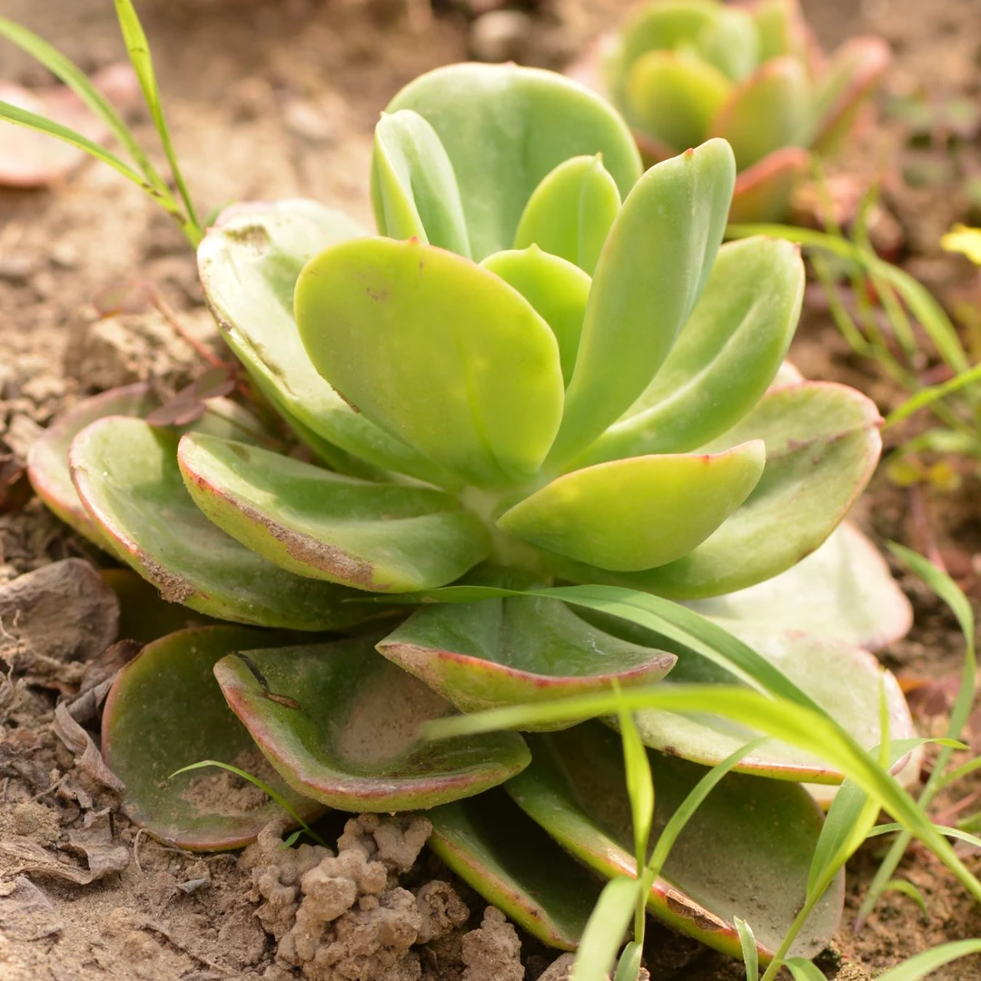 红梅多肉植物农场自发新手易上手