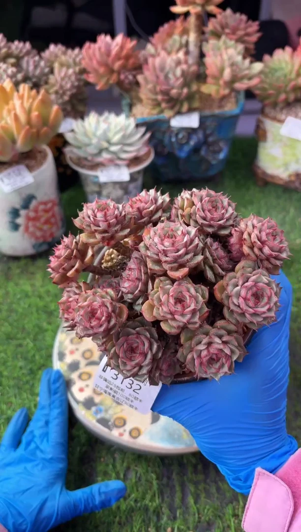 昆明印象多肉3132