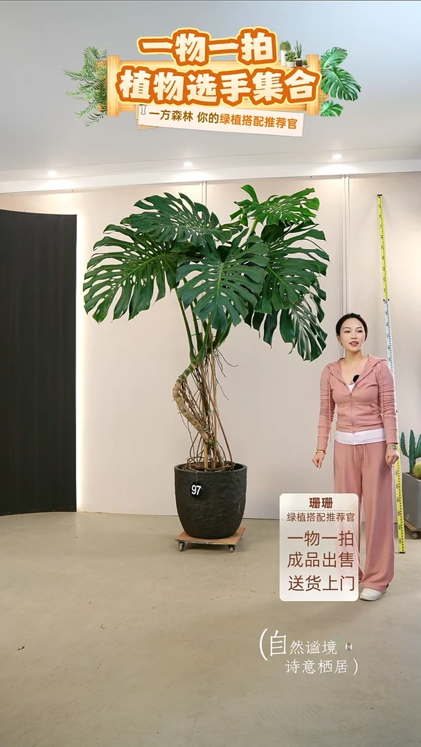 无花朵丹**仔大老桩龟背竹连盆种好栽好一整套送货上门