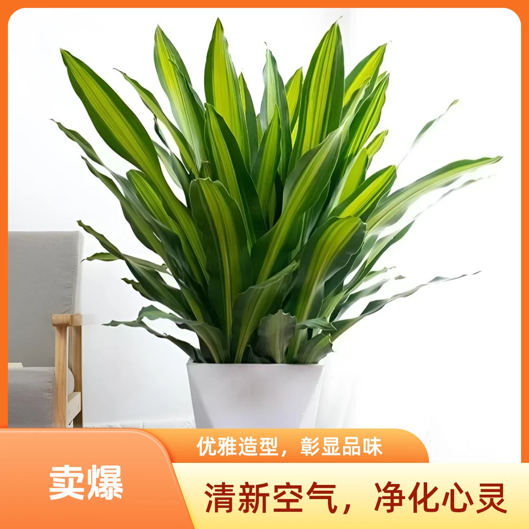 大型金心百合竹开花绿植耐寒耐热绿植乔迁开业迎宾客厅家庭办公室