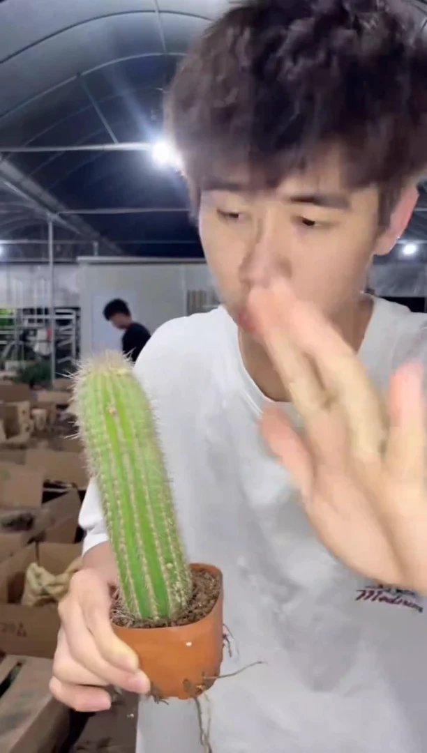 单头 鹿角柱【实生根】